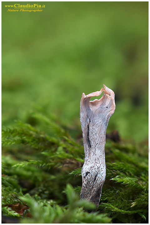 Xylaria hypoxylon (X Ernesto)